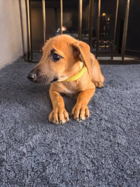 Adopter Luciole