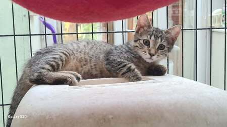 Adopter BETSY