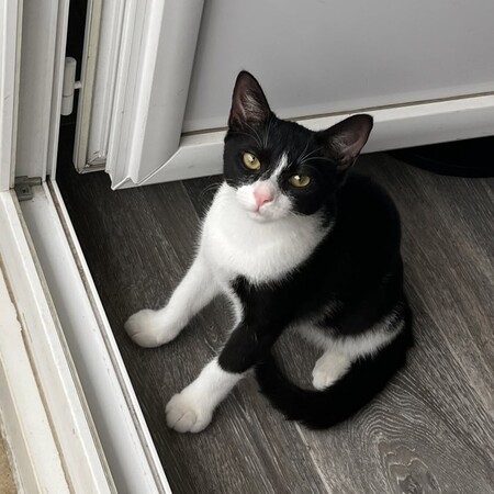 Adopter BULLE