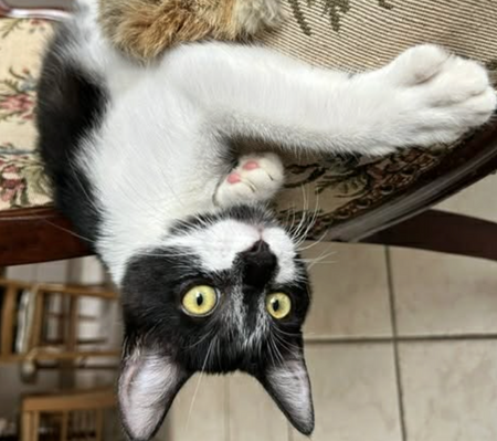 Adopter POMME 