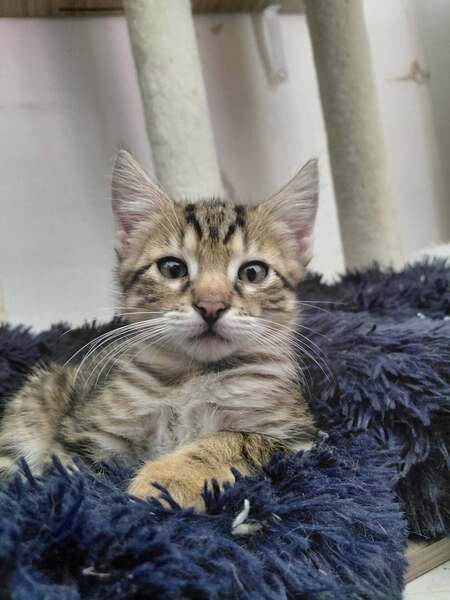 Adopter Baâl
