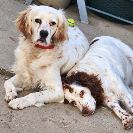 Adopter Eclair et Mirka 