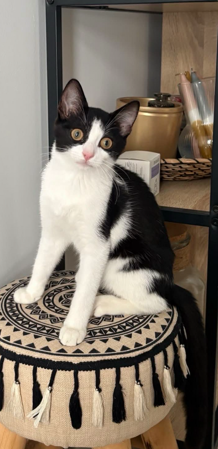 Adopter Kitty