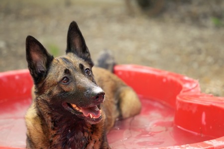 Adopter SALLY
