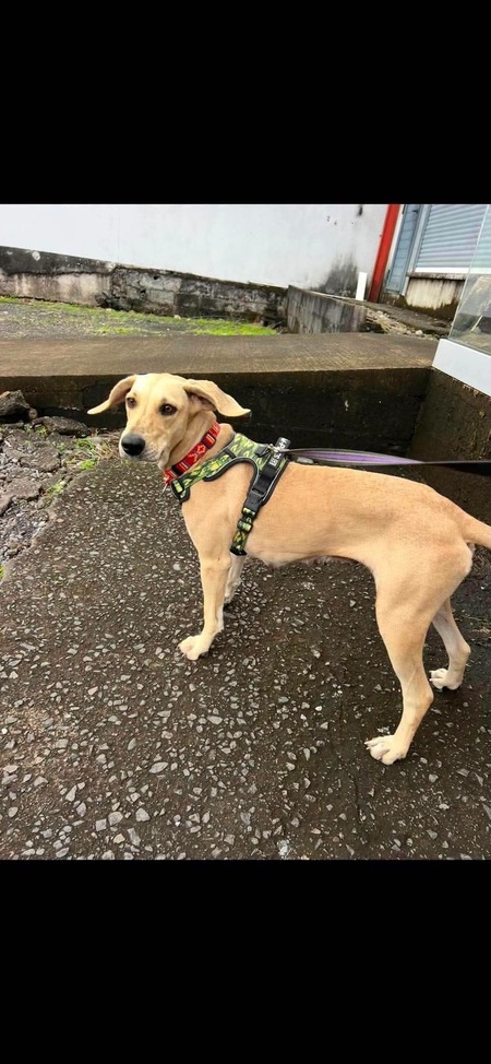 Adopter Wani