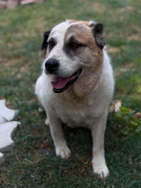 Adopter Orme