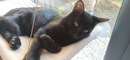Adopter Rainbow 