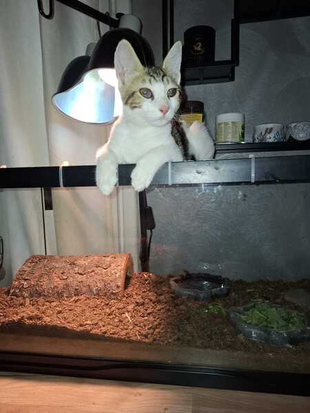 Adopter Pumba
