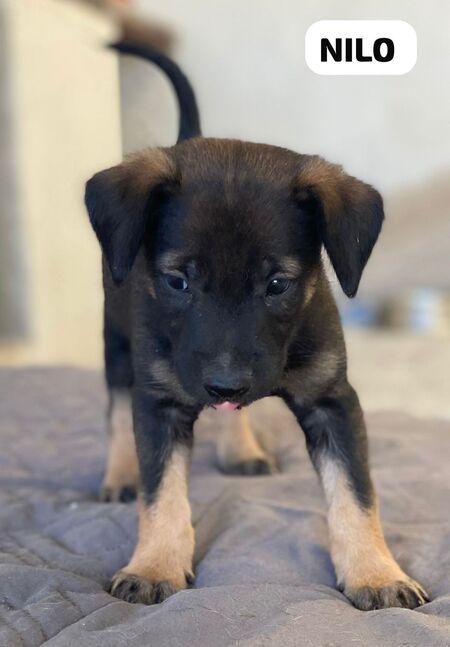Adopter Nilo