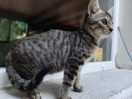 Adopter Blink 