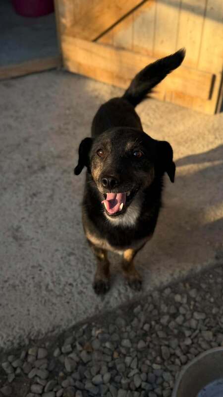 Adopter Pickle