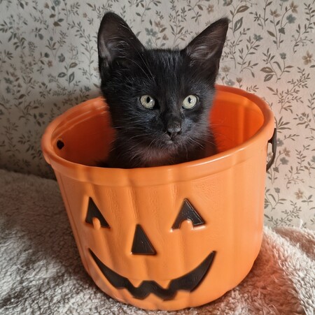 Adopter Eloi