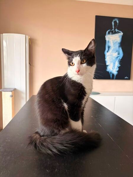 Adopter Bolt 