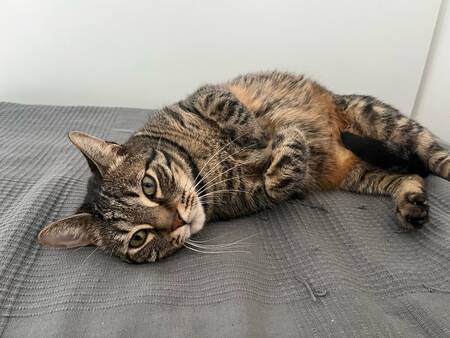 Adopter Leon
