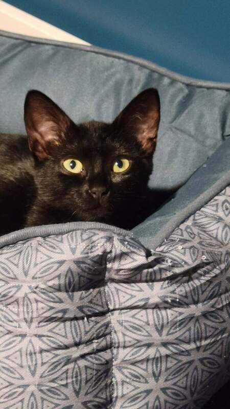 Adopter Lumo