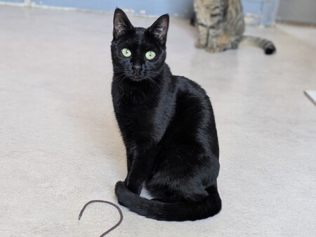 Adopter Thea