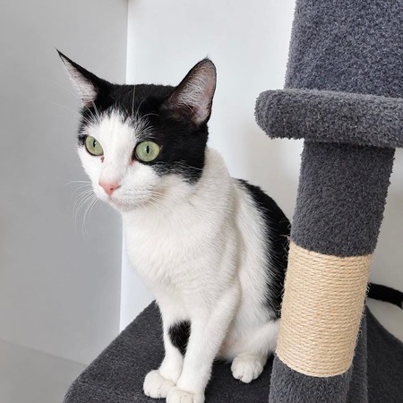 Adopter Pralinette