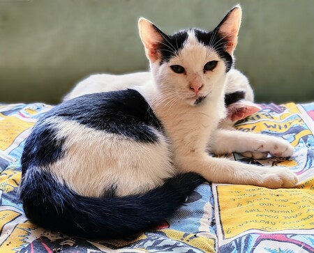 Adopter Amos