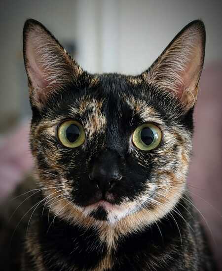 Adopter Lucky
