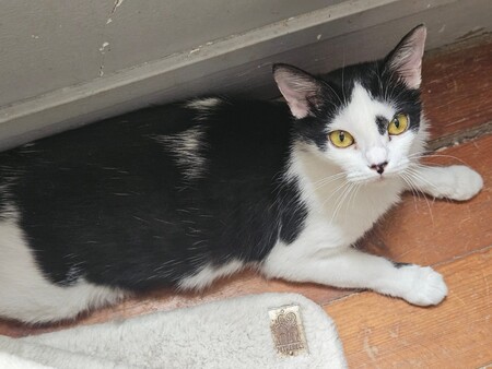 Adopter Aryna