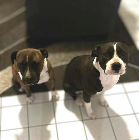 Adopter Thya et Stella