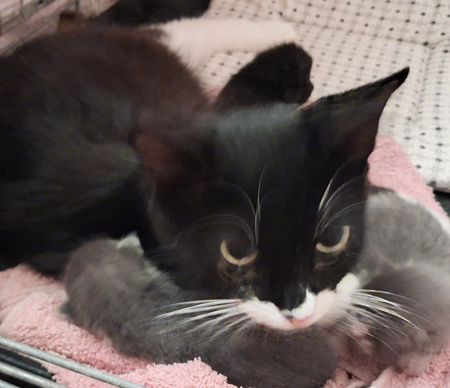 Adopter MOON 