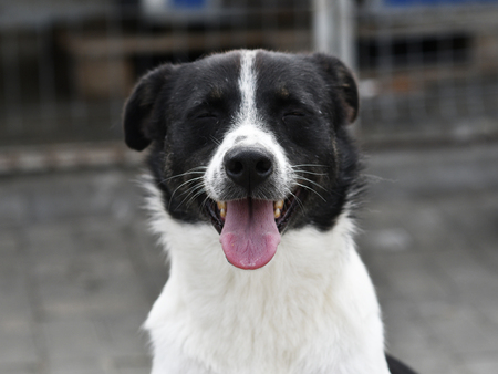 Adopter Hope