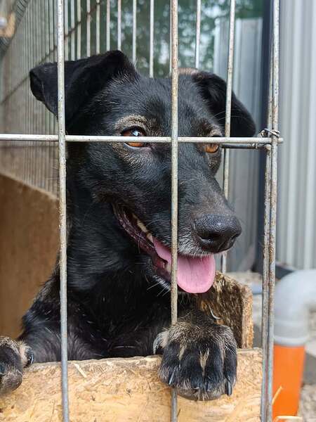 Adopter Melba