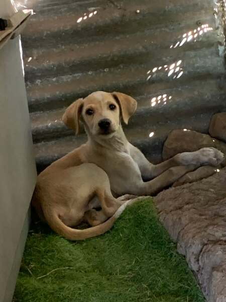 Adopter Wendy