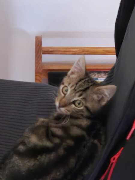 Adopter Simba