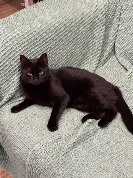 Adopter Tiffany