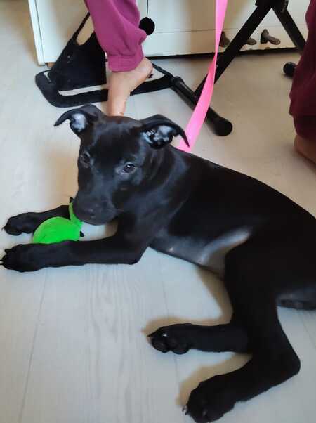 Adopter Brownie 