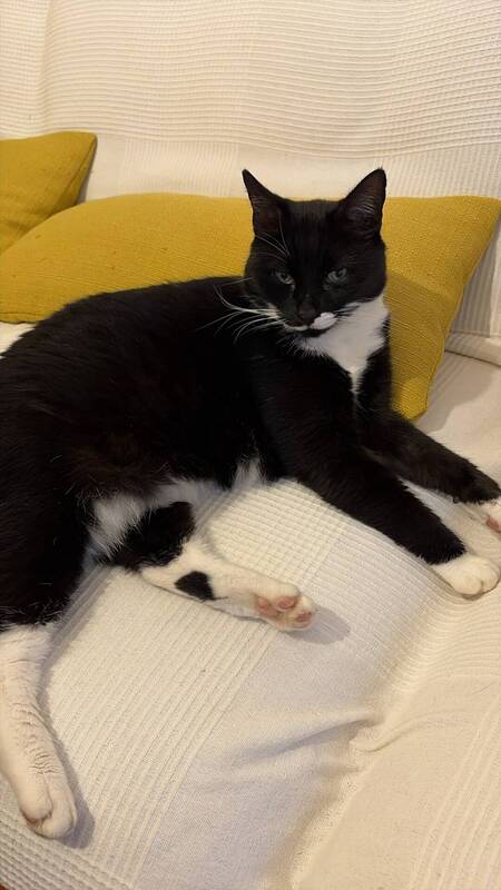 Adopter Meo-Meo