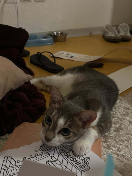 Adopter neige