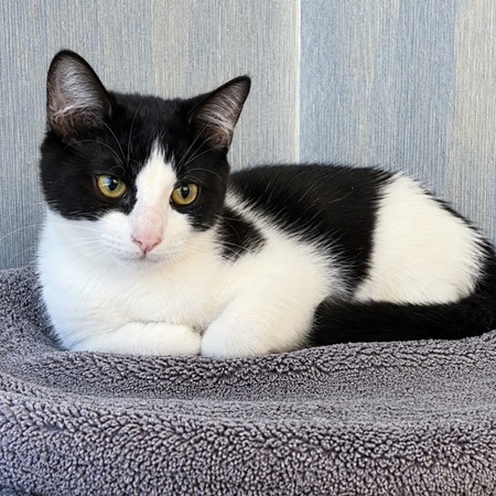 Adopter Panda