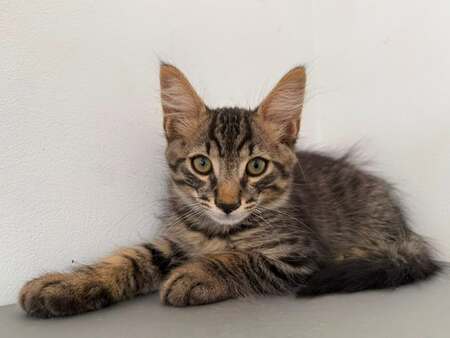 Adopter BALISTO