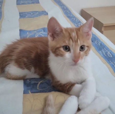 Adopter Castor et Pollux