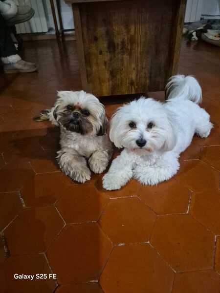 Adopter Maya et Bella