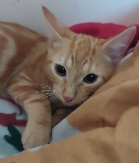Adopter Bifidus