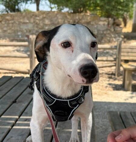 Adopter Pipo