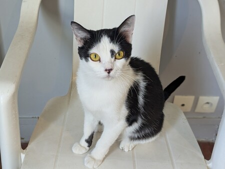 Adopter Aryna