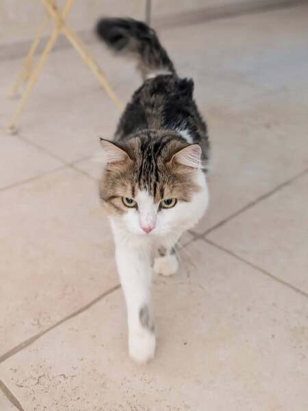 Adopter Berlingot