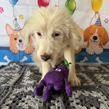 Adopter Lioco