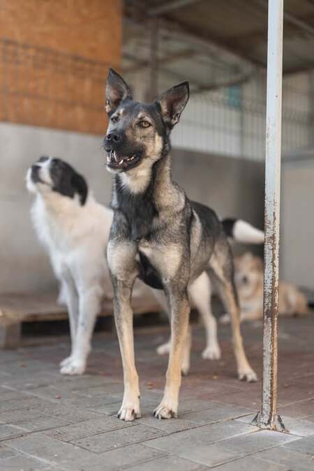 Adopter Nando