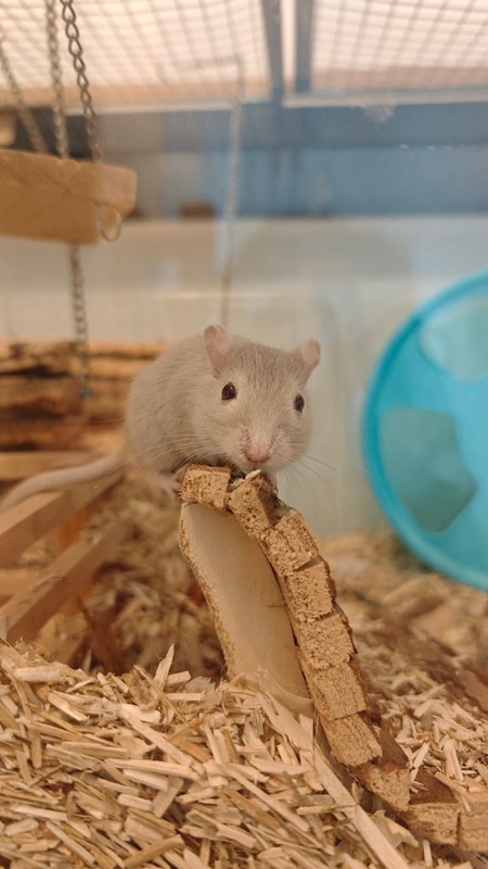 Adopter Bilbo