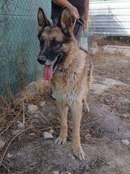 Adopter Ben