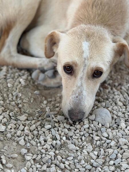 Adopter Iris