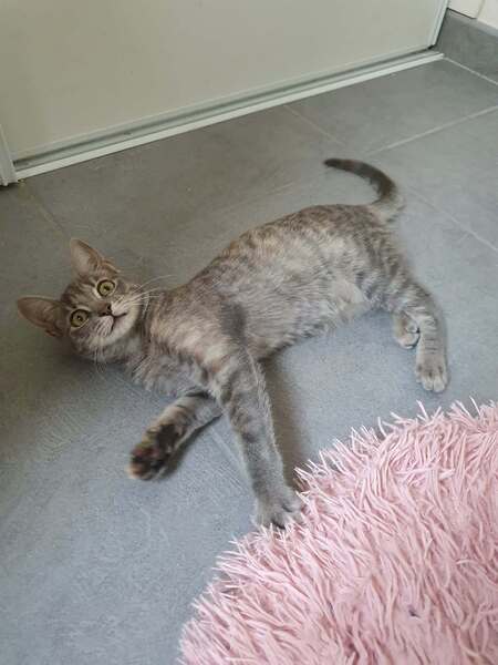 Adopter Pomponette