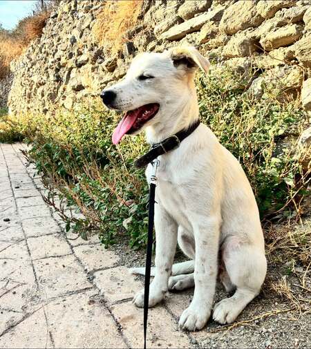 Adopter Bella