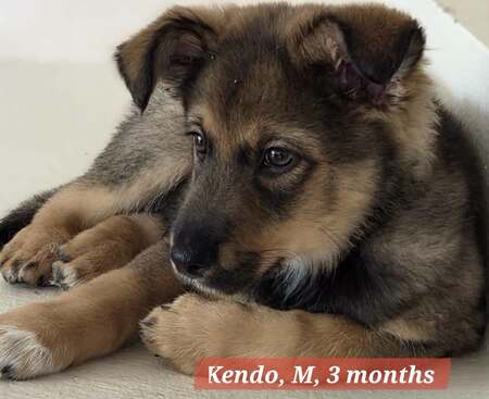 Adopter KENDO